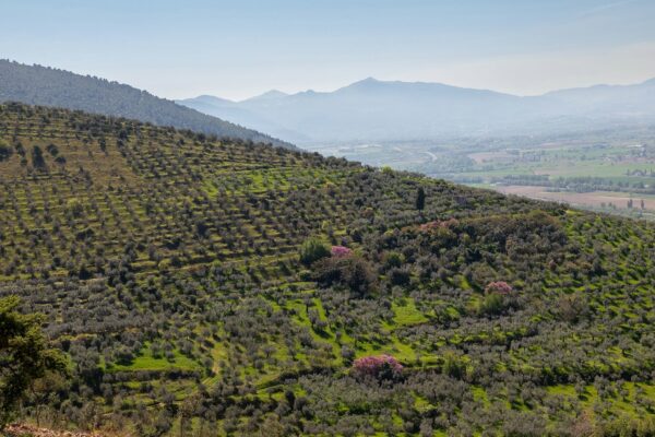 Paesaggio con oliveti e cielo sereno blu